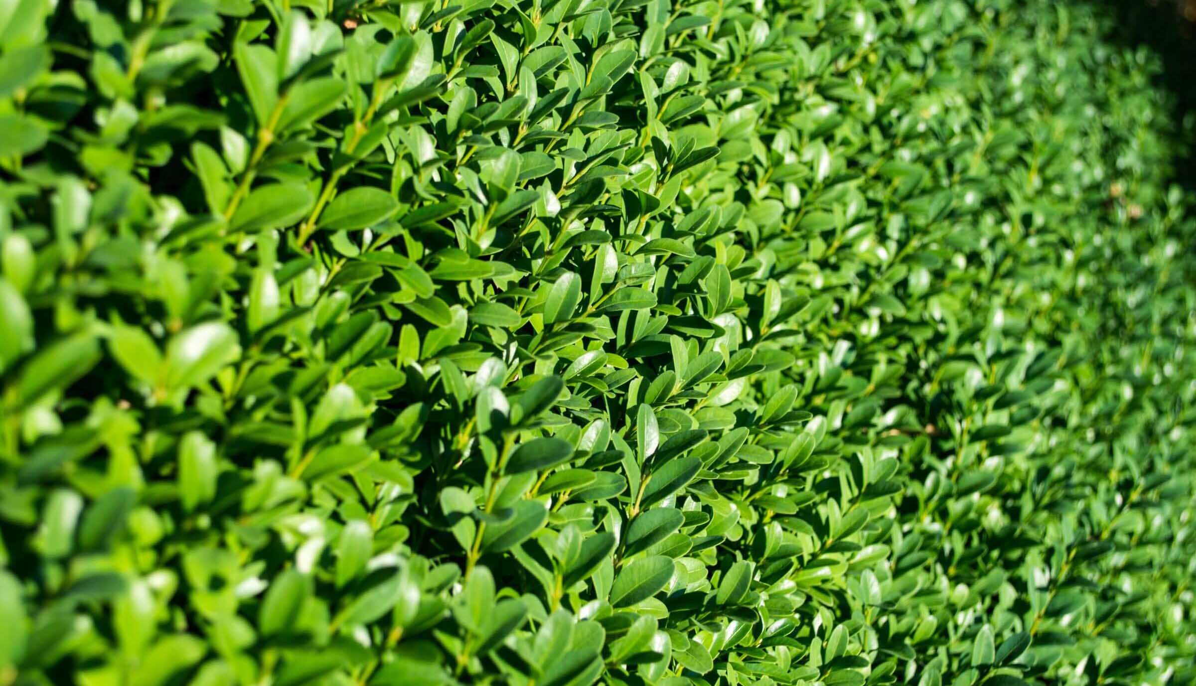 Close-up of dense green hedge leaves in sunlight.