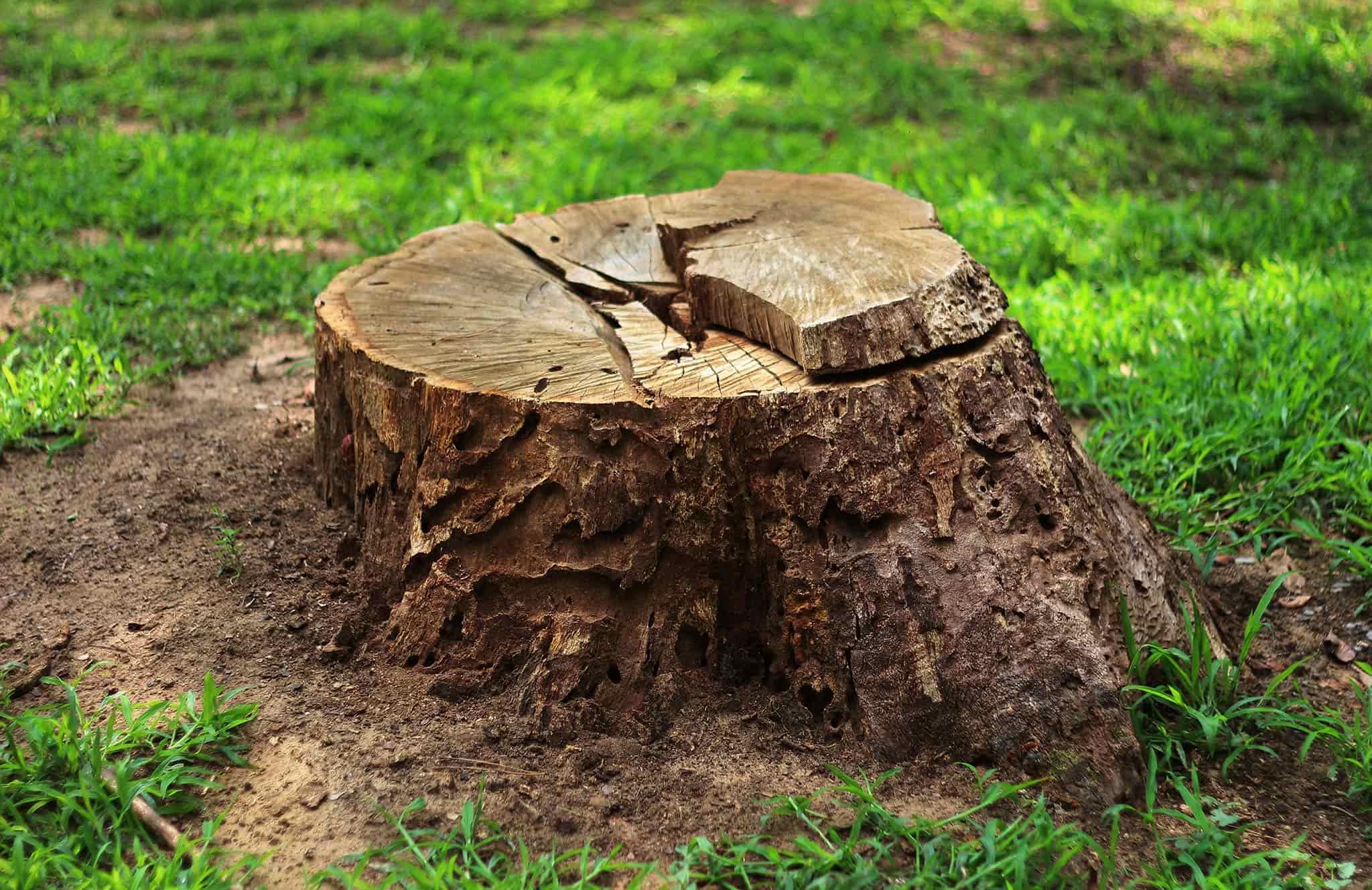 Tree stump close-up.