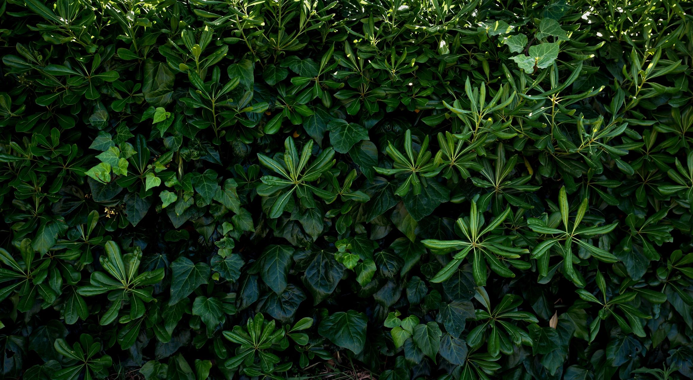 Green leafy overgrowth and foliage.